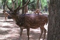 Beautiful deer indian