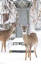 Beautiful Deer in the local Cemetery Wintertime Royalty Free Stock Photo