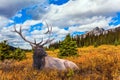 Beautiful deer. The magnificent Rocky Mountains