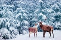 Beautiful Deer male  with big horns and deer female in the winter snowy forest. Christmas wonderland. Royalty Free Stock Photo