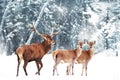 Beautiful Deer male with big horns and deer female in the winter snowy forest. Christmas wonderland