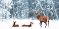 Beautiful Deer male  with big horns and deer female in the winter snowy forest. Christmas wonderland. Banner format. Royalty Free Stock Photo