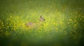 A beautiful deer observes the surroundings in the yellow grass