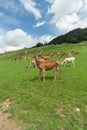 Beautiful deer in an open meadow in Aurach Austria Royalty Free Stock Photo
