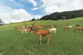 Beautiful deer in an open meadow in Aurach Austria Royalty Free Stock Photo