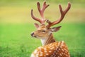 Beautiful deer portrait