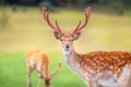 Beautiful deer portrait Royalty Free Stock Photo