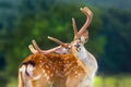 Beautiful deer portrait Royalty Free Stock Photo