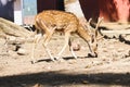 A Beautiful Deer roaming at Netaji Subhash Chandra Bose Dweep (Ross Island) in Andaman and Nicobar Islands