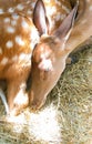 Beautiful deer is sleeping in the zoo. sika deer resting in a cage in a contact zoo for children