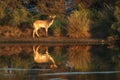 Beautiful deer standing near the lake beside a forest with its reflection in the water Royalty Free Stock Photo