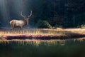 Beautiful deer stands on the shore of an autumn forest lake Royalty Free Stock Photo