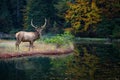 Beautiful deer stands on the shore of an autumn forest lake Royalty Free Stock Photo