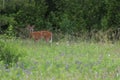 Deer in a meadow