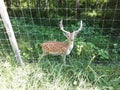 In Latvia they holding deer in the farms