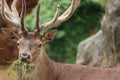 Beautiful deer wild antler freedom fear danger Royalty Free Stock Photo