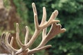 Beautiful deer wild antler freedom fear danger