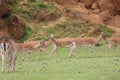 Beautiful deer wild antler freedom fear danger Royalty Free Stock Photo