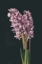 Beautiful defocus blur background with tender flowers - vintage