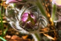 Beautiful dehiscent flower bud. forest flower Royalty Free Stock Photo