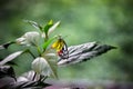 A beautiful Delias eucharis, the common Jezebel, is a medium-sized pierid butterfly resting on the flower plants