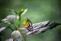 Beautiful Delias eucharis, the common Jezebel, is a medium-sized pierid butterfly resting on the flower plants