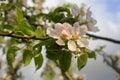 Beautiful and delicate apple flowers in the morning sun close up. Apple blossom. Royalty Free Stock Photo