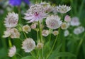 Beautiful and delicate Astrantia major flowers close up.