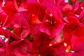 Beautiful delicate blooming bougainvillea flowers of red crimson magenta pink color palette in summer spring. Floral backdrop Royalty Free Stock Photo