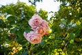 Beautiful delicate blooming colorful tea roses in the garden. Royalty Free Stock Photo