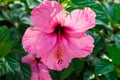 Beautiful delicate blooming pink hibiscus flower on bush, green leaves, sunlight, close up, texture Royalty Free Stock Photo