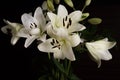 White lillies and dark background Royalty Free Stock Photo