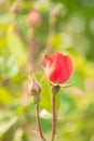 .Beautiful delicate bright rose bushes