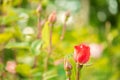 .Beautiful delicate bright rose bushes