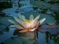 Beautiful delicate bright water lily or lotus flower Marliacea Rosea is reflected in the blue mirror of the pond