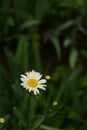 Beautiful delicate chamomile flower on a green background. Growing daisies at home in the garden. Royalty Free Stock Photo