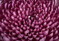 Beautiful delicate chrysanthemum flower of bright purple color