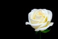 Classic white rose close up against dark backdrop