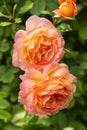 Beautiful, delicate colorful roses in the garden. Blooming orange English roses on a sunny day. Royalty Free Stock Photo