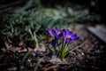 Beautiful delicate crocus flower growing in the spring garden