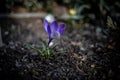 Beautiful delicate crocus flower growing in the spring garden