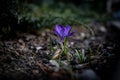 Beautiful delicate crocus flower growing in the spring garden