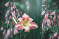 Beautiful delicate daylily flower on the background of Hosta flowers in the garden. Beautiful summer picture of nature Royalty Free Stock Photo