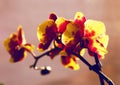 Beautiful, delicate and delicate yellow orchid flowers on a light purple background Royalty Free Stock Photo