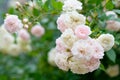 Beautiful delicate elegant pink roses on a bush in the garden. Selective focus