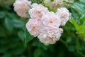 Beautiful delicate elegant pink roses on a bush in the garden. Selective focus