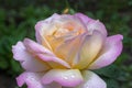 Flower. Purple rose Dew on the petals. Dark background Royalty Free Stock Photo