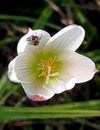 beautiful and delicate flower, white and yellow, rounded and exotic petals Royalty Free Stock Photo