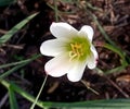 beautiful and delicate flower, white and yellow, rounded and exotic petals Royalty Free Stock Photo