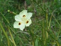 Beautiful and delicate flowers in the garden, Dietes bicolor